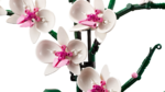 Orchid - 10311
