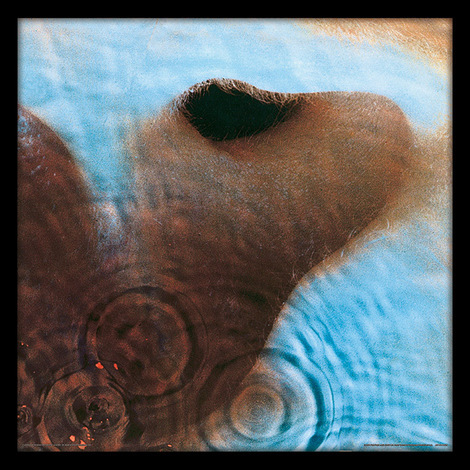 Pink Floyd (Meddle) Album Cover Wooden Framed Print 31.5 x 31.5cm - ACPPR48125